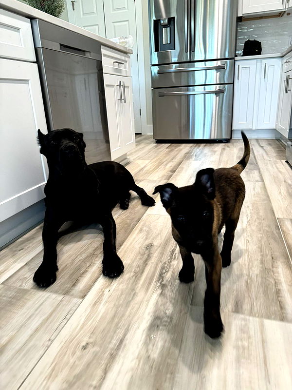 mckinley_1 image ~ Altpins