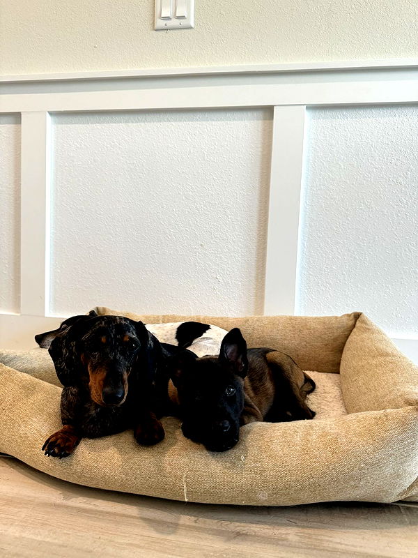 mckinley_1 image ~ Altpins