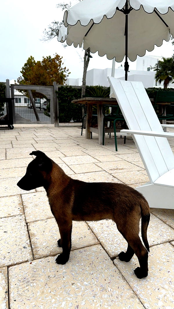 mckinley_1 image ~ Altpins