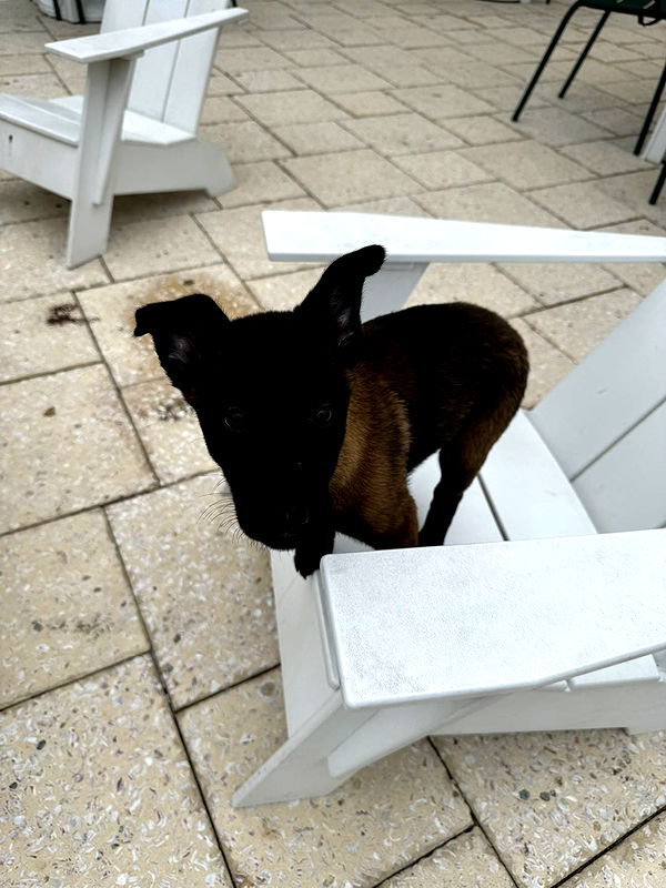 mckinley_1 image ~ Altpins