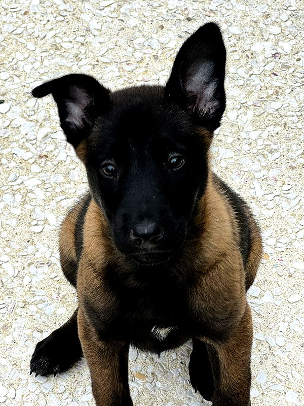 mckinley_1 image ~ Altpins