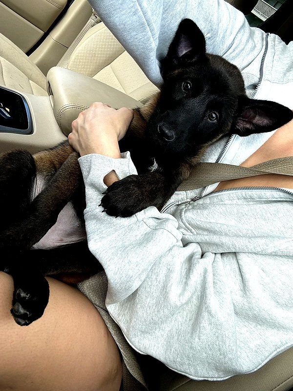 mckinley_1 image ~ Altpins