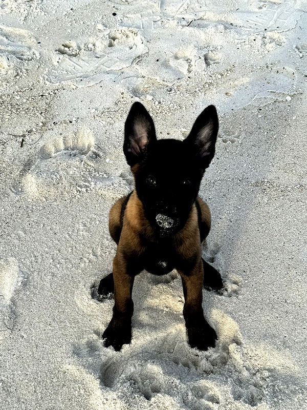 mckinley_1 image ~ Altpins