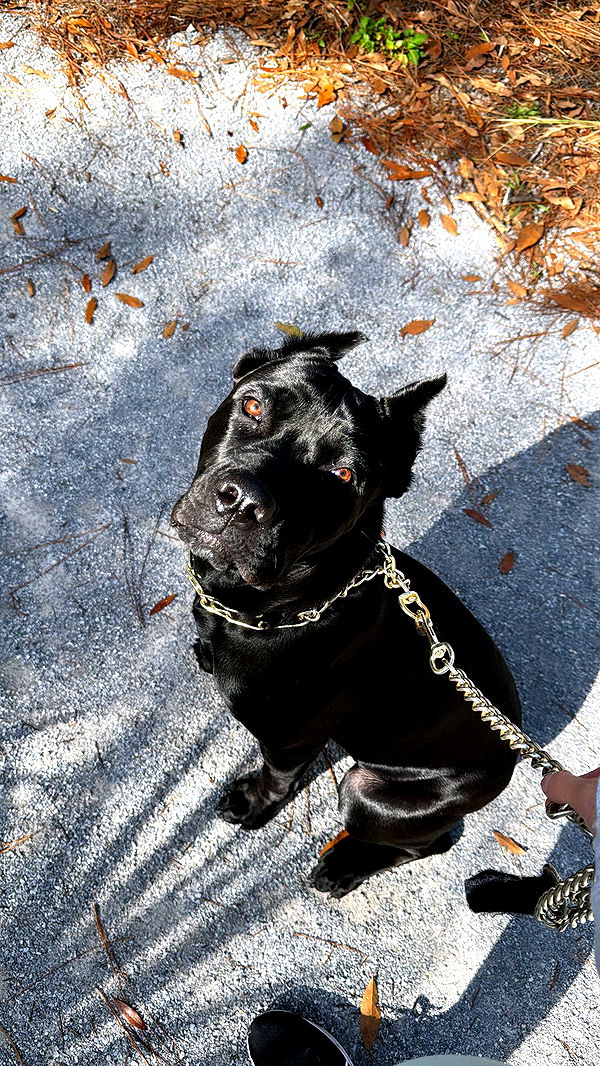 mckinley_1 image ~ Altpins