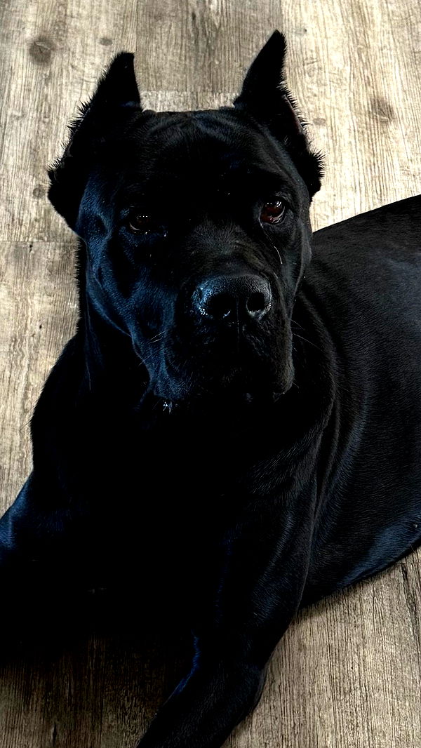 mckinley_1 image ~ Altpins