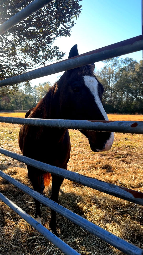 mckinley_1 image ~ Altpins