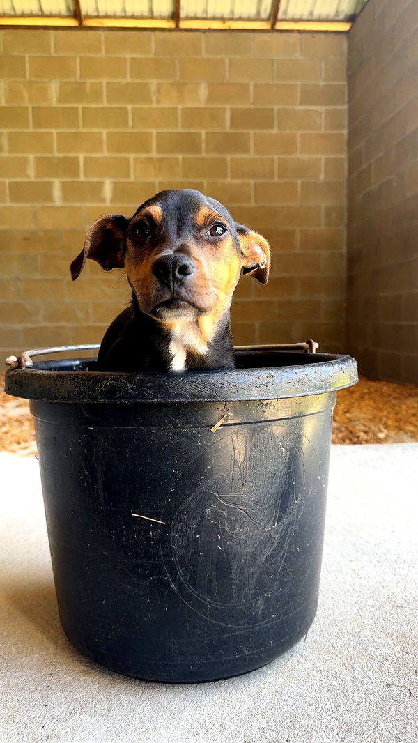 mckinley_1 image ~ Altpins