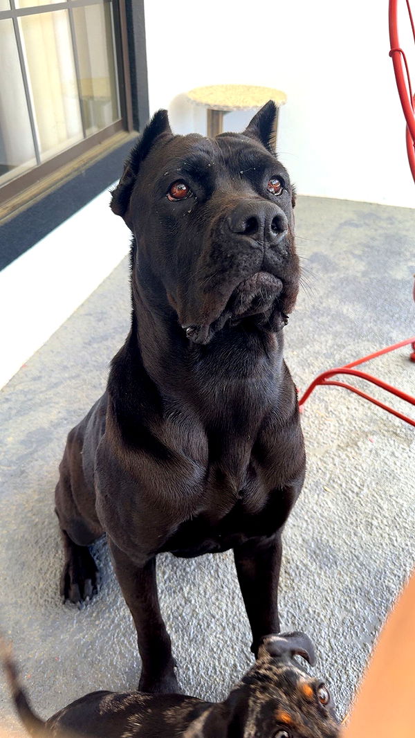 mckinley_1 image ~ Altpins