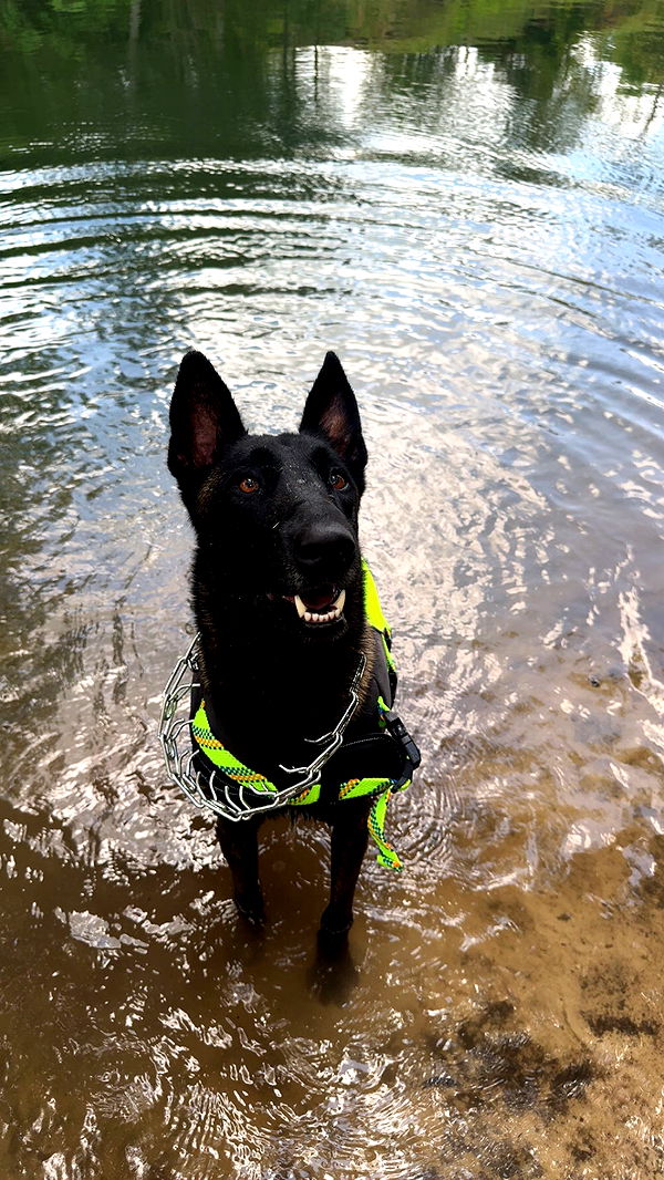 mckinley_1 image ~ Altpins