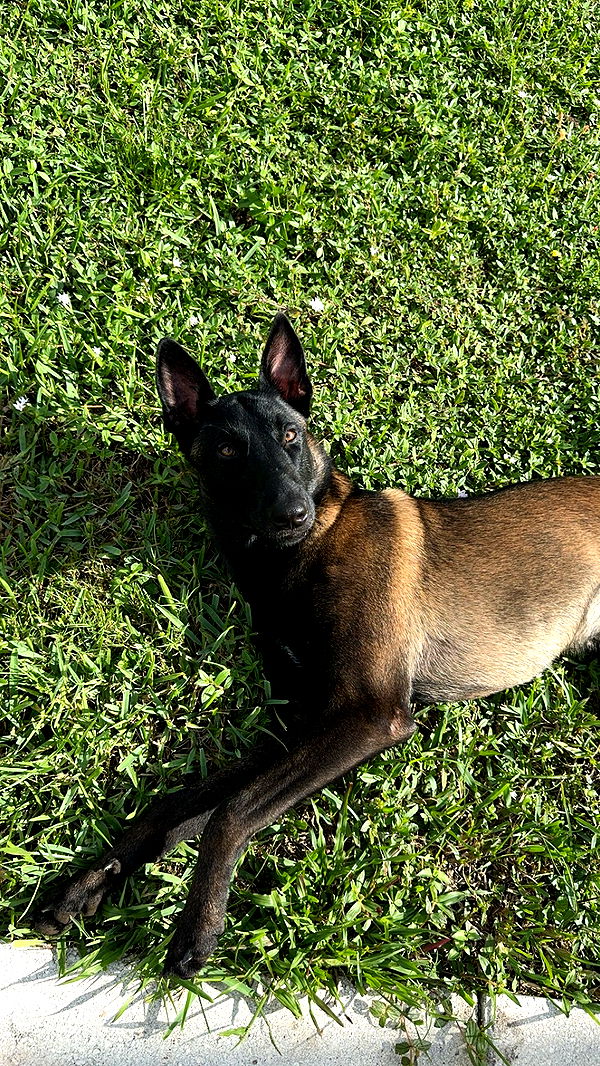 mckinley_1 image ~ Altpins