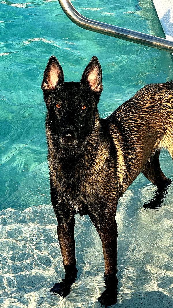 mckinley_1 image ~ Altpins