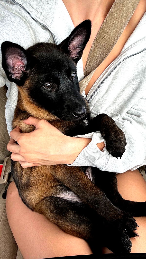 mckinley_1 image ~ Altpins