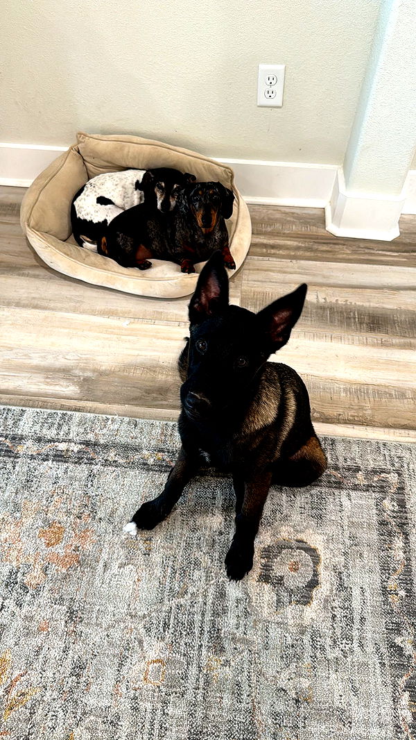 mckinley_1 image ~ Altpins