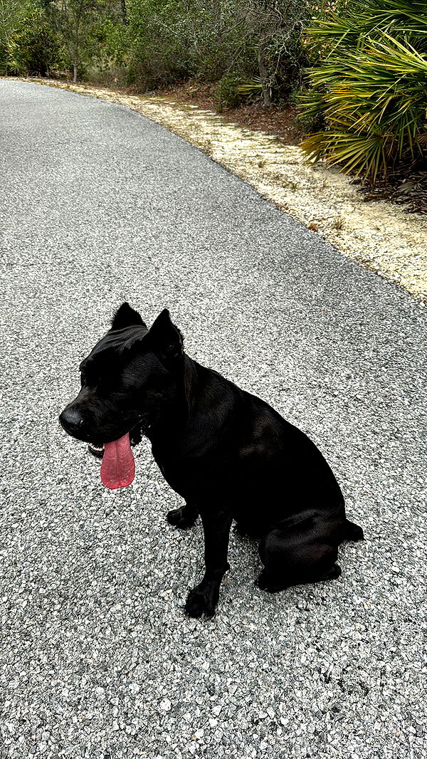 mckinley_1 image ~ Altpins