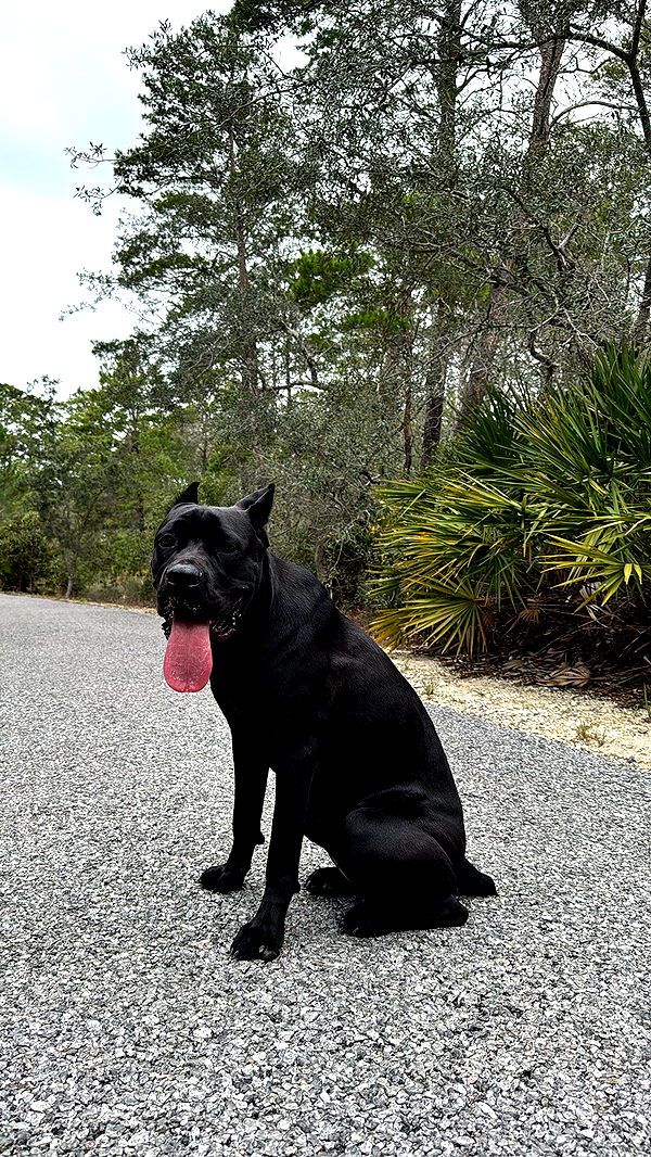 mckinley_1 image ~ Altpins