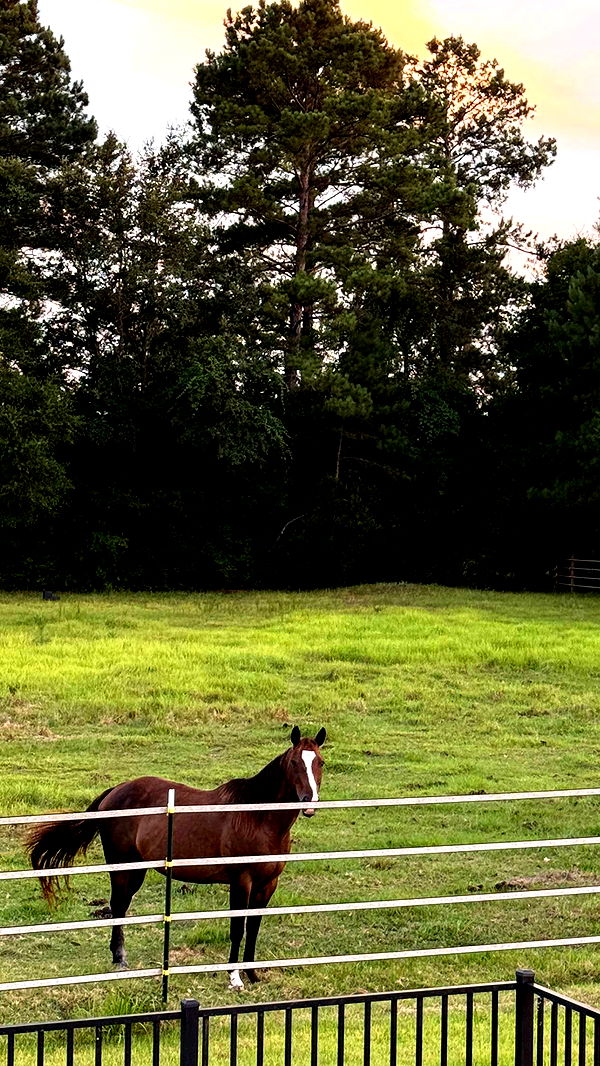 mckinley_1 image ~ Altpins