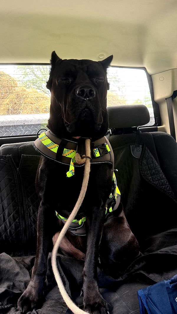 mckinley_1 image ~ Altpins