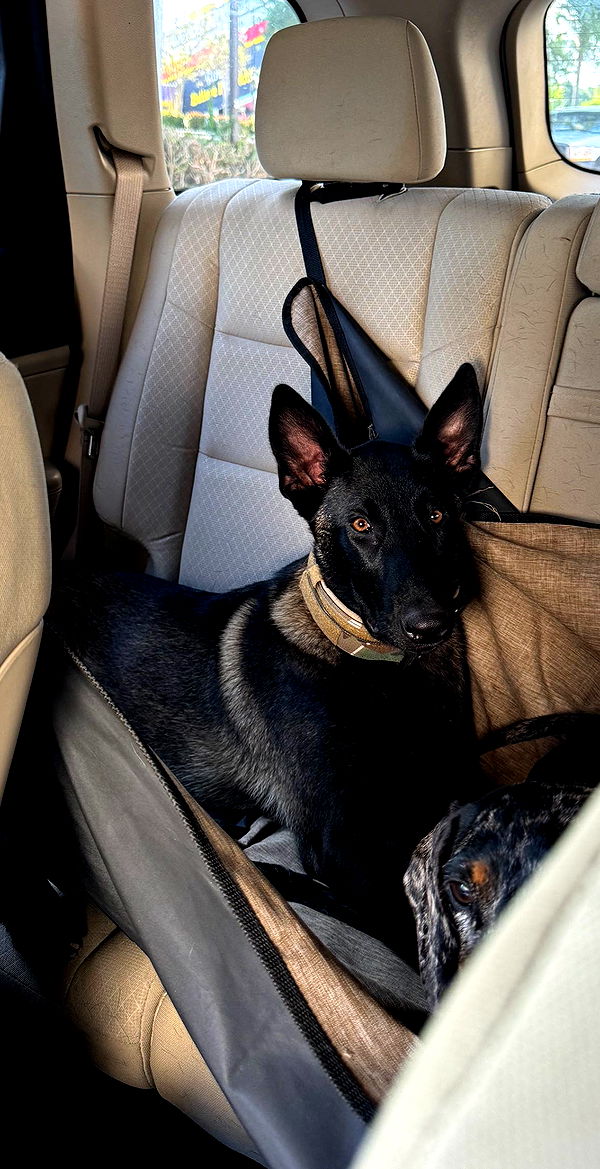 mckinley_1 image ~ Altpins