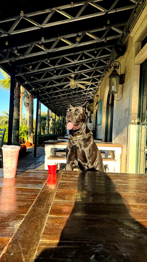 mckinley_1 image ~ Altpins