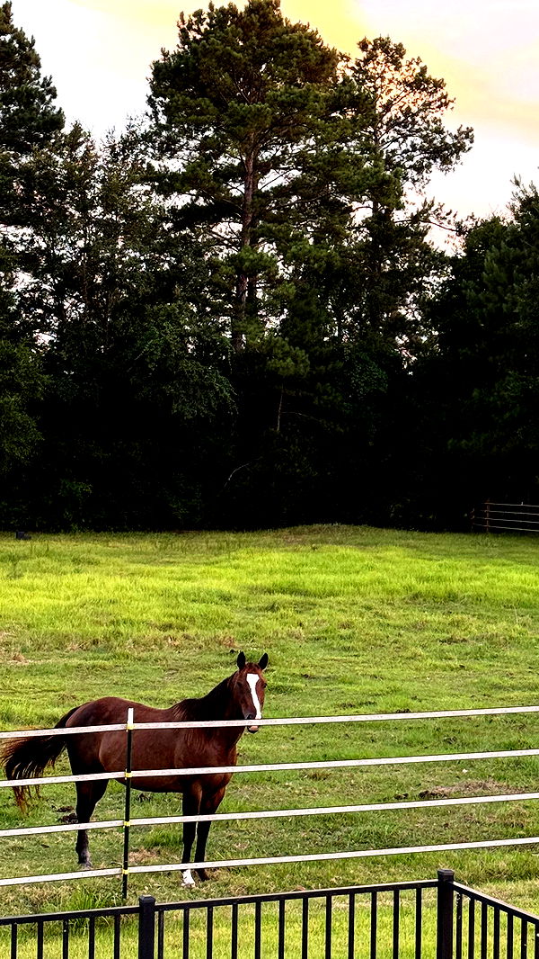 mckinley_1 image ~ Altpins