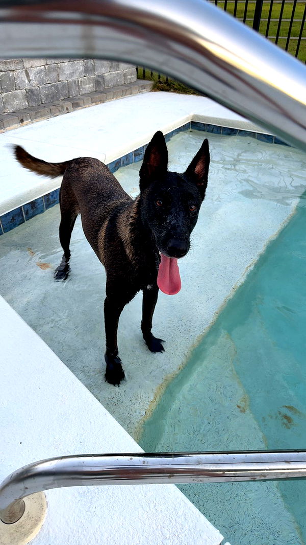 mckinley_1 image ~ Altpins