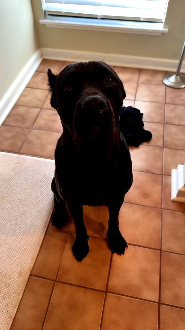 mckinley_1 image ~ Altpins