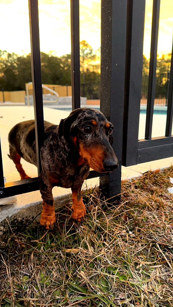 mckinley_1 image ~ Altpins