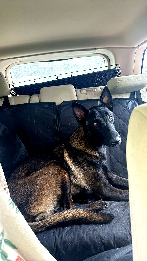 mckinley_1 image ~ Altpins