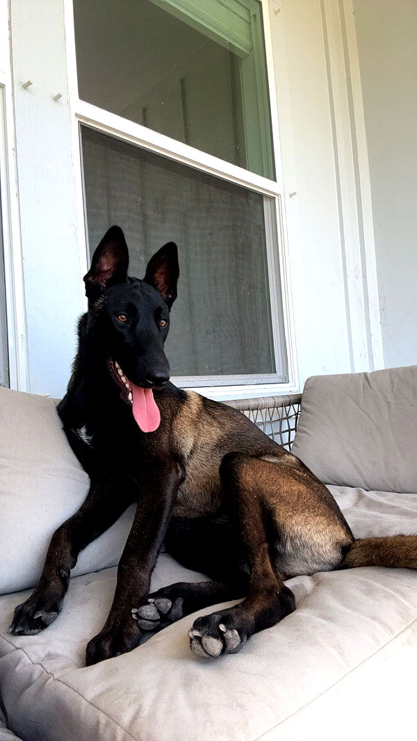 mckinley_1 image ~ Altpins