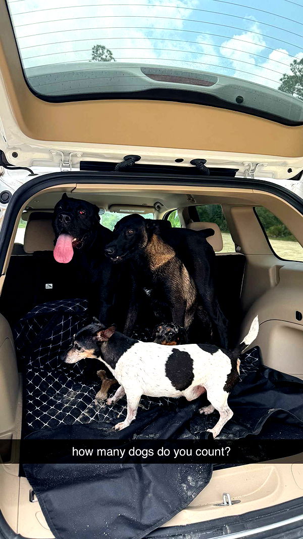 mckinley_1 image ~ Altpins