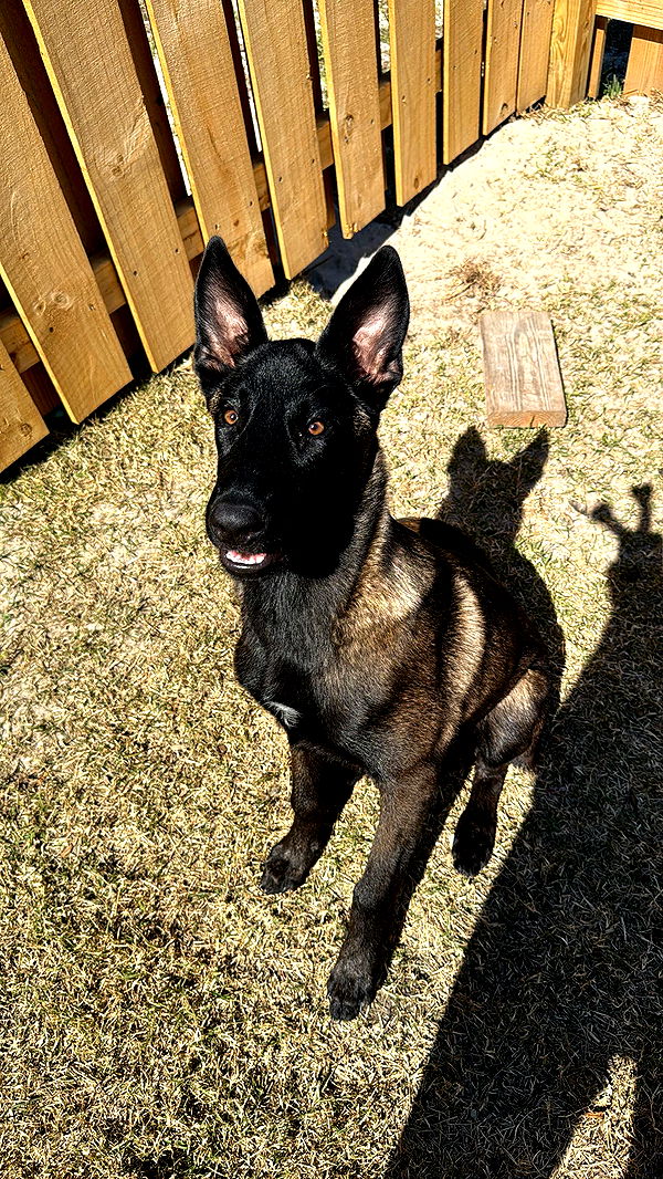 mckinley_1 image ~ Altpins