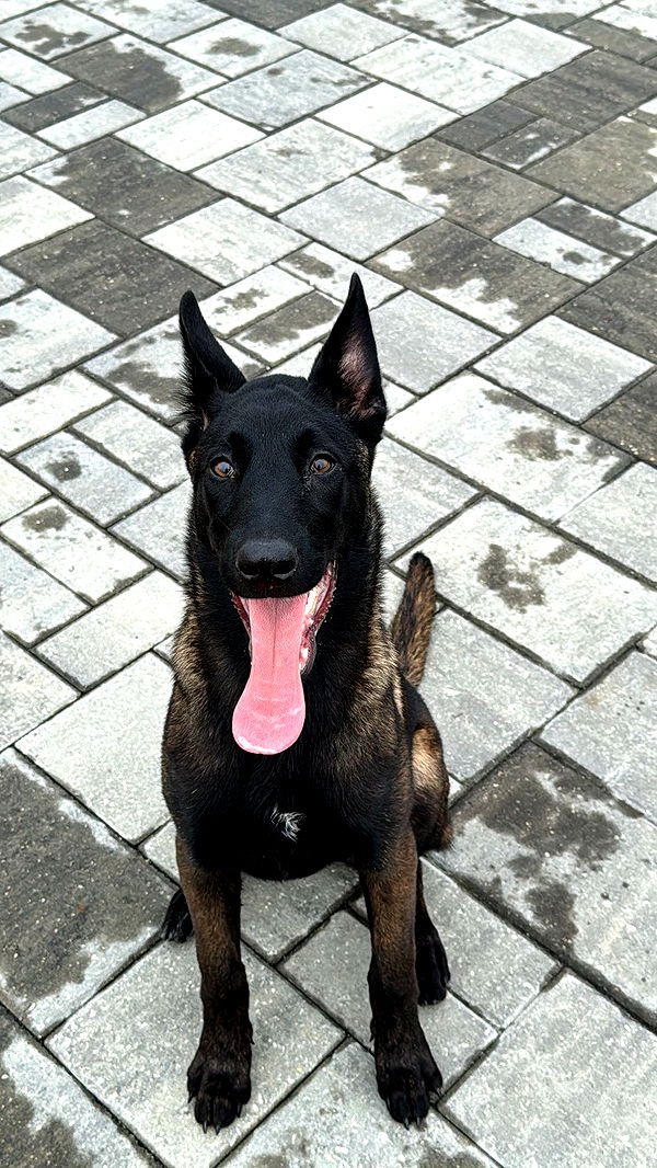 mckinley_1 image ~ Altpins