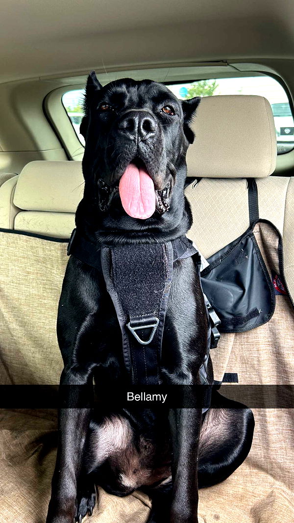 mckinley_1 image ~ Altpins