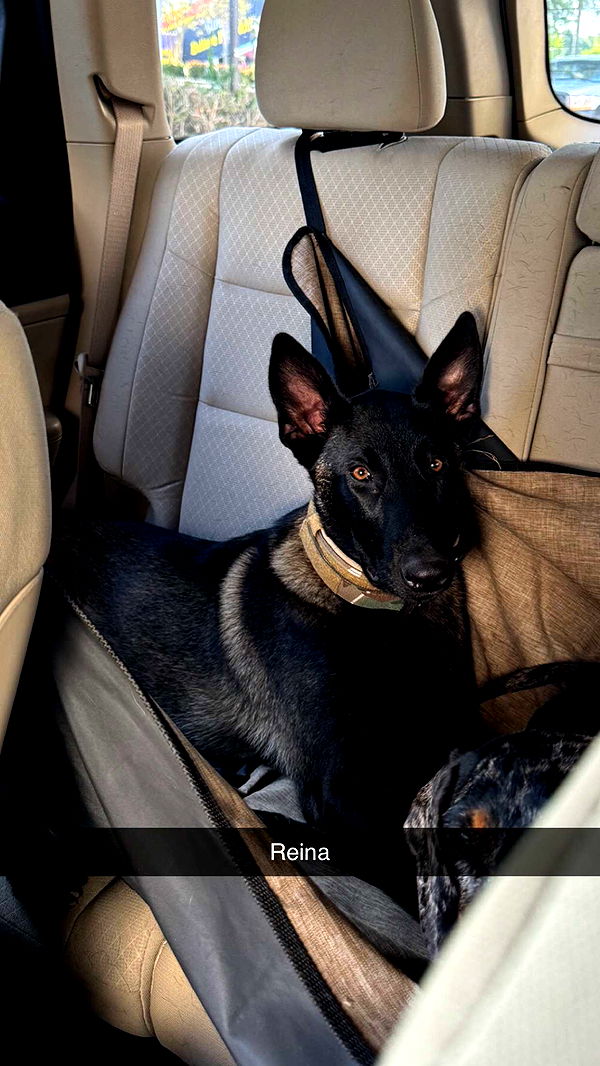 mckinley_1 image ~ Altpins