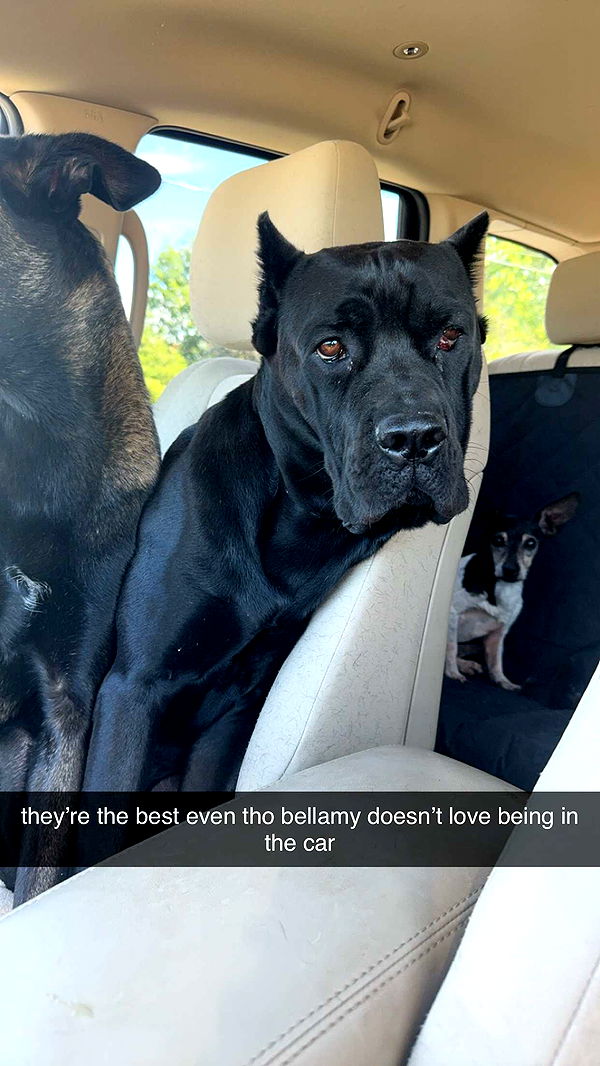 mckinley_1 image ~ Altpins