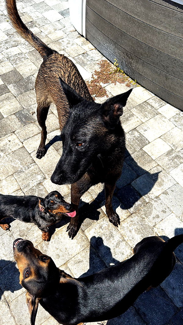 mckinley_1 image ~ Altpins