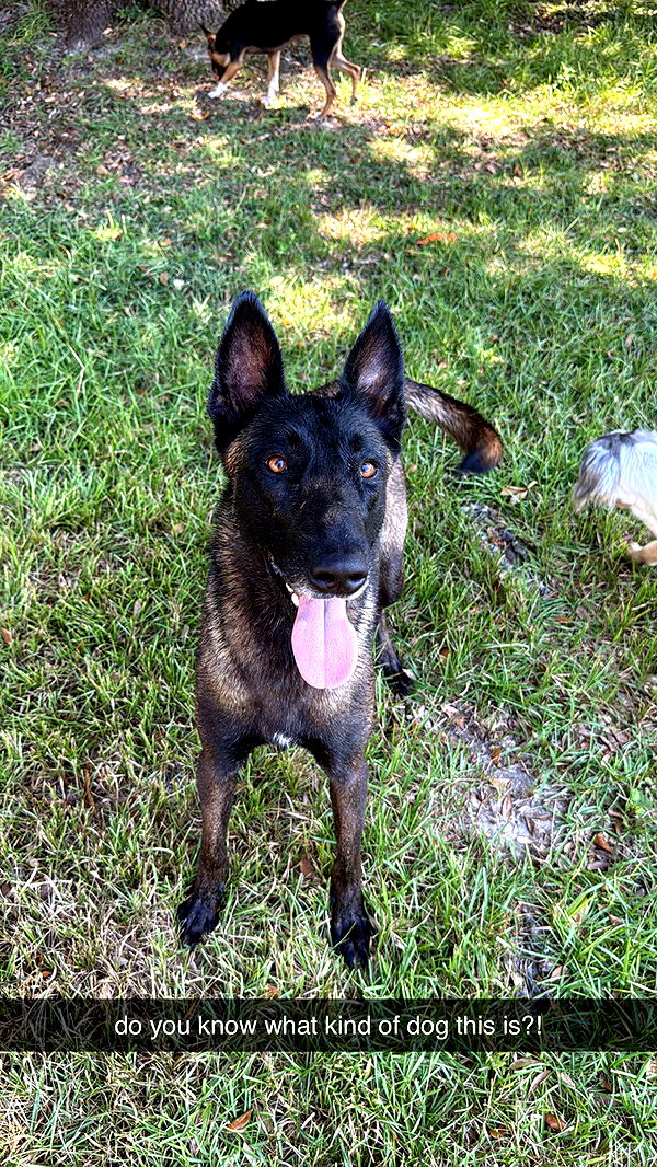 mckinley_1 image ~ Altpins