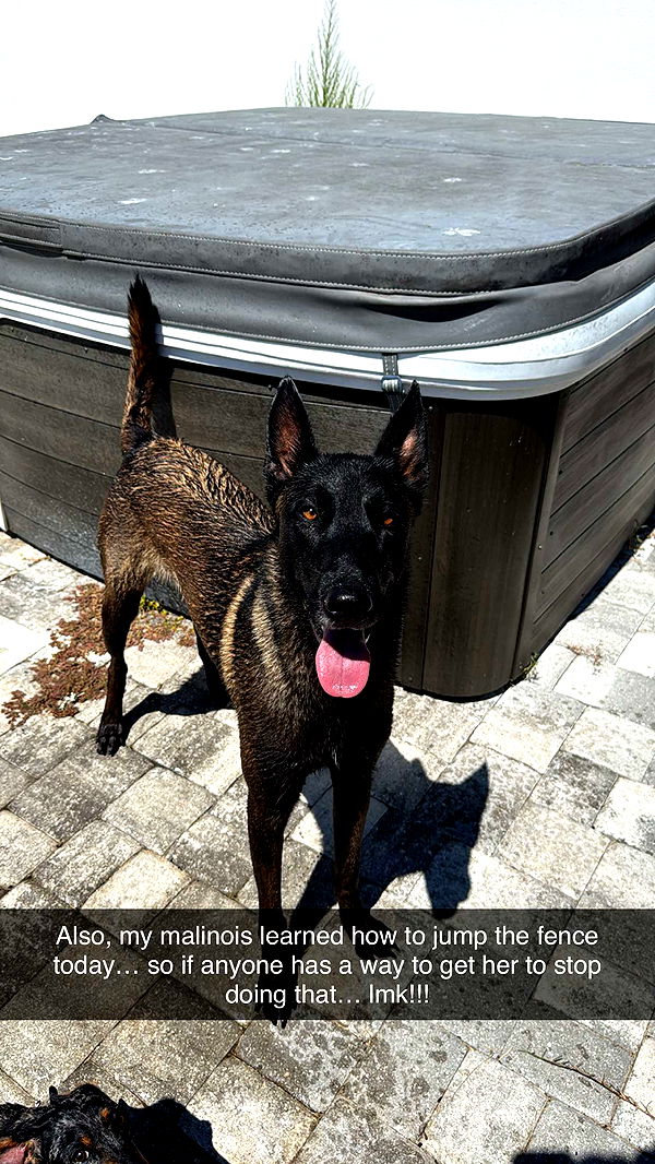 mckinley_1 image ~ Altpins