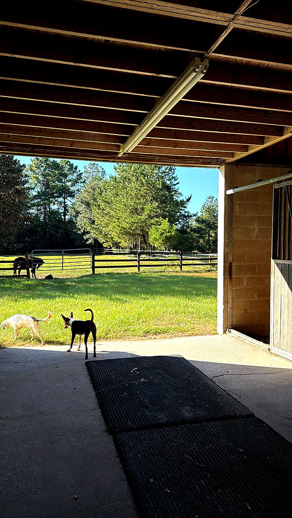 mckinley_1 image ~ Altpins