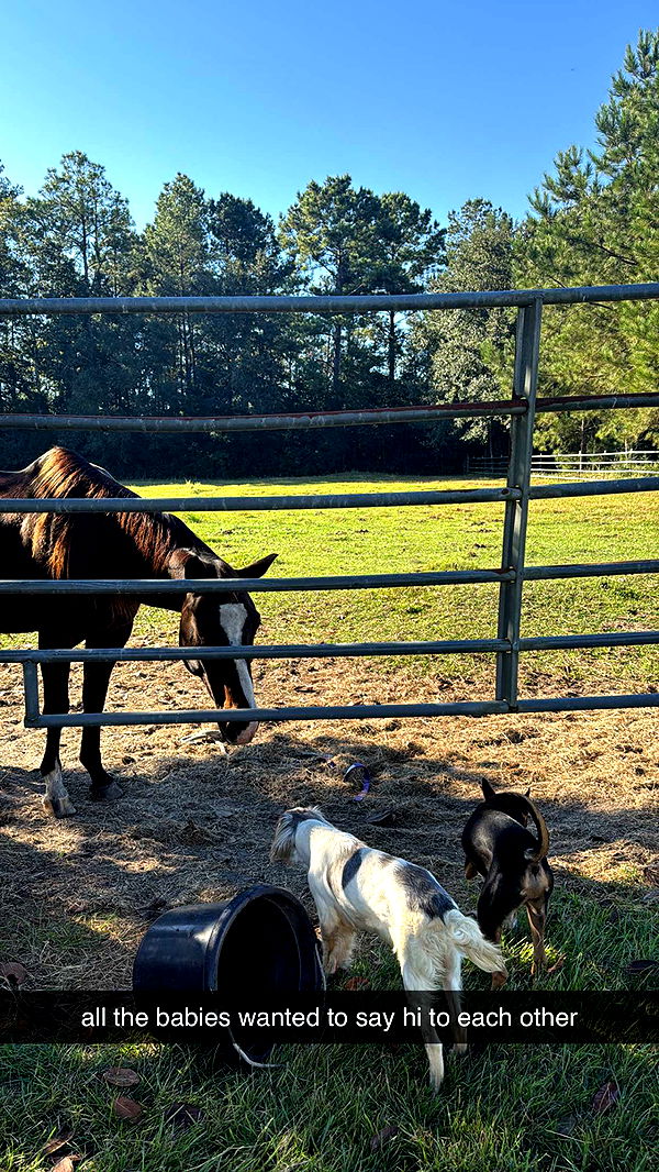 mckinley_1 image ~ Altpins