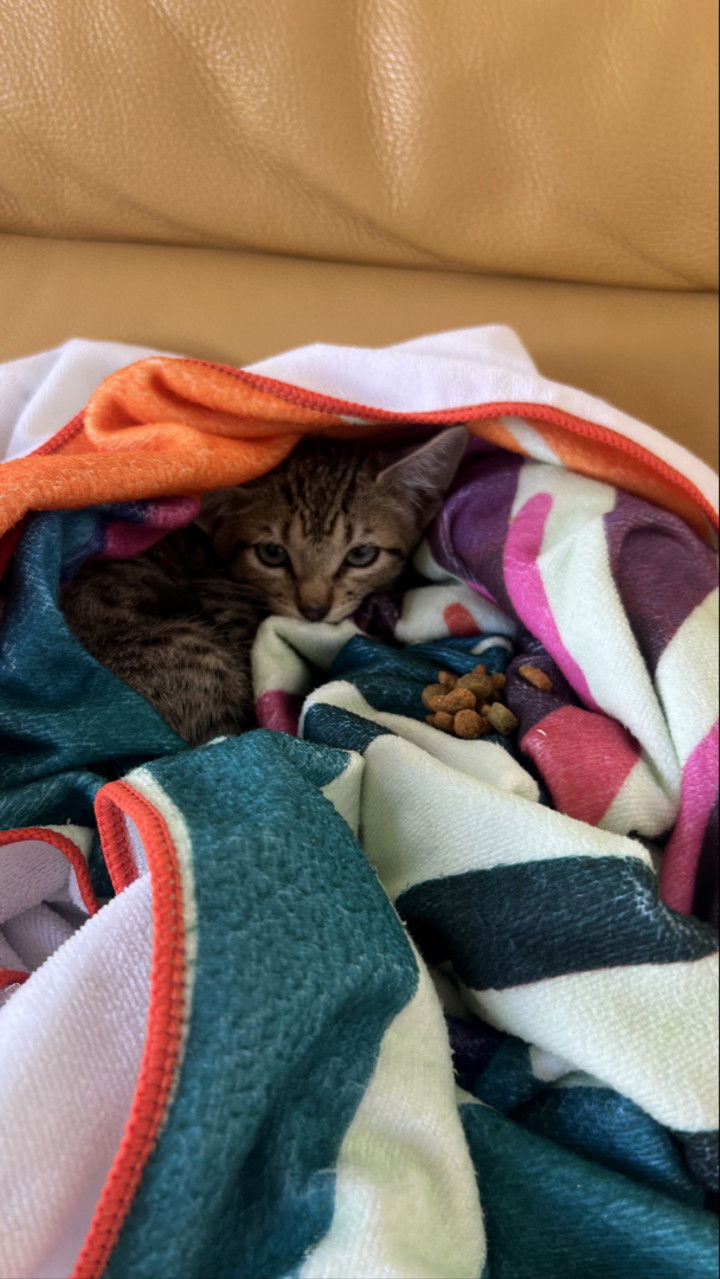 meelahrobbins snapchat image archive image