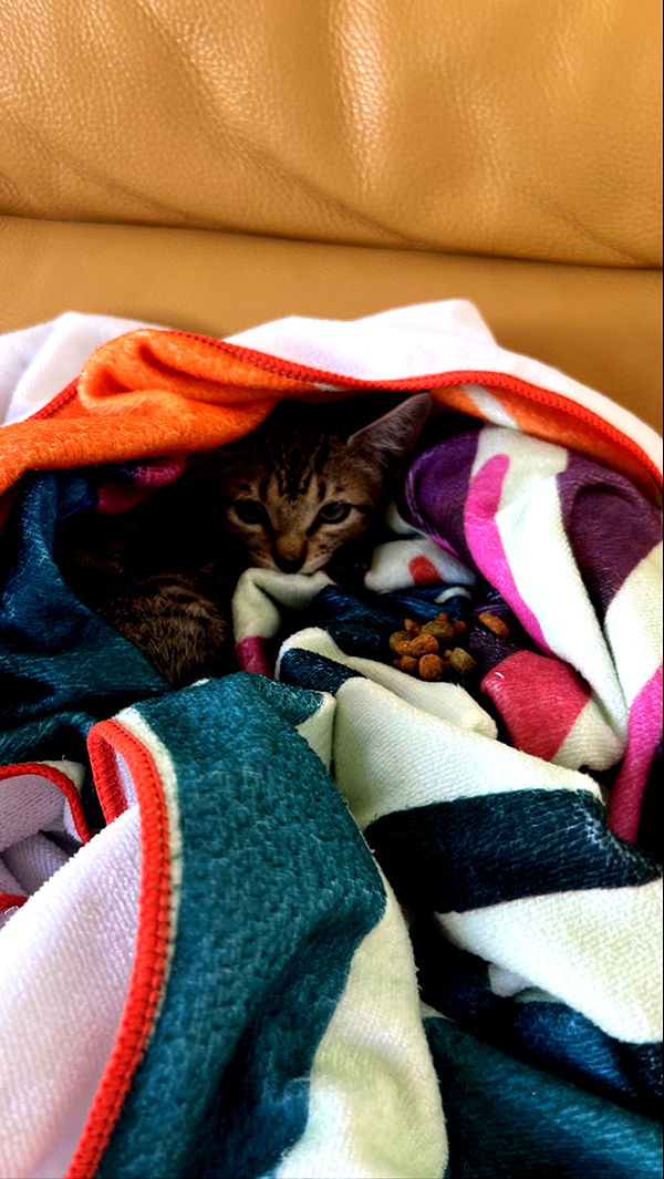 meelahrobbins image ~ Altpins