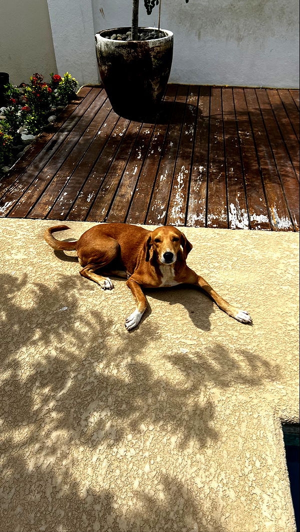 meelahrobbins image ~ Altpins