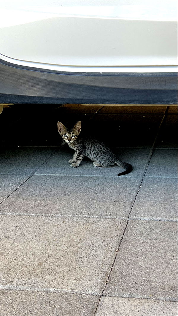 meelahrobbins image ~ Altpins