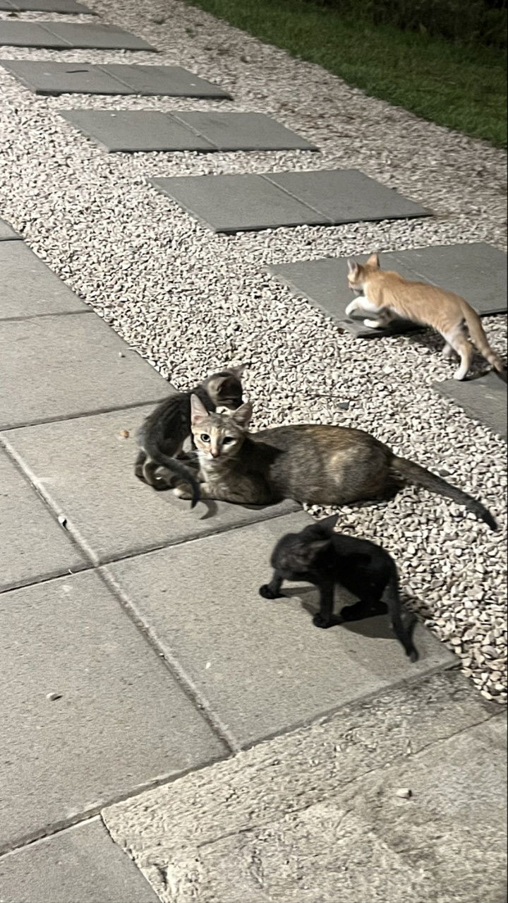 meelahrobbins snapchat image archive image