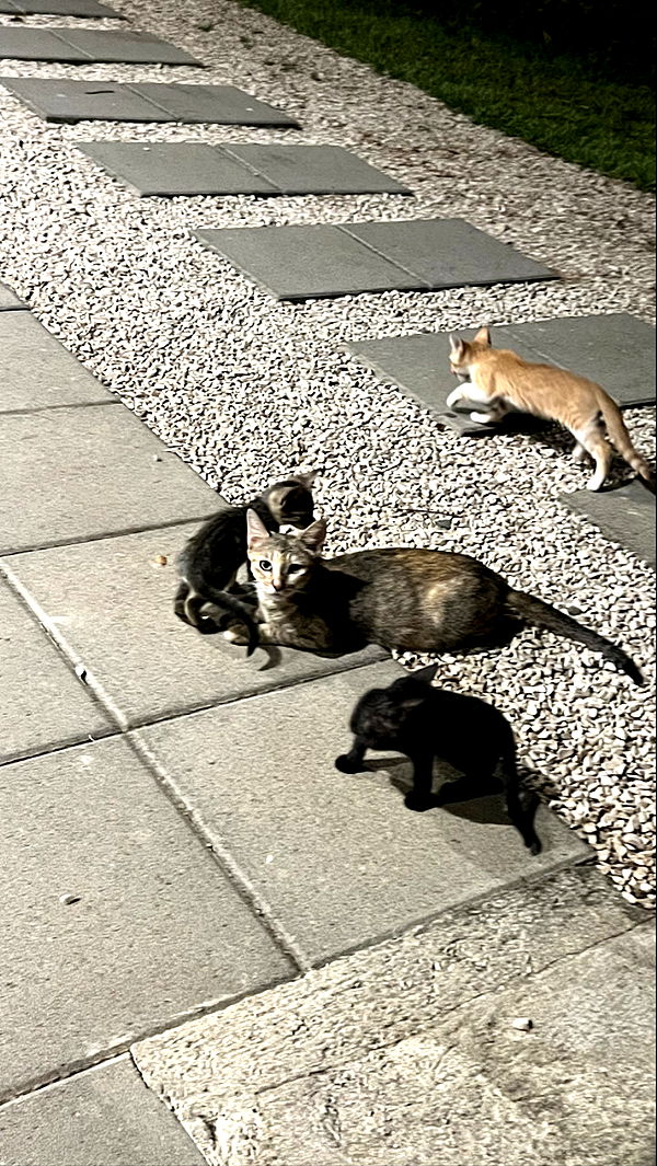 meelahrobbins image ~ Altpins