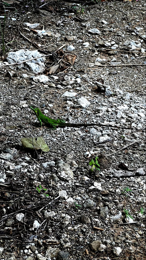 meelahrobbins image ~ Altpins