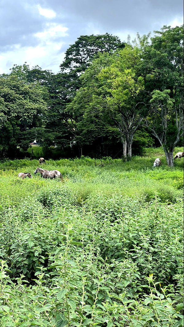 meelahrobbins image ~ Altpins