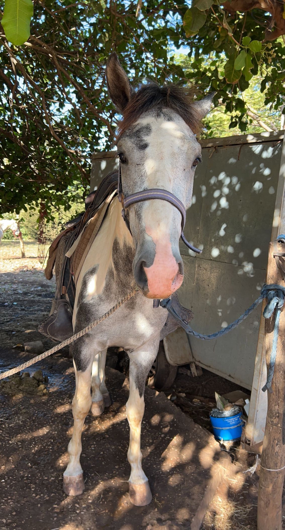 meelahrobbins snapchat image archive image