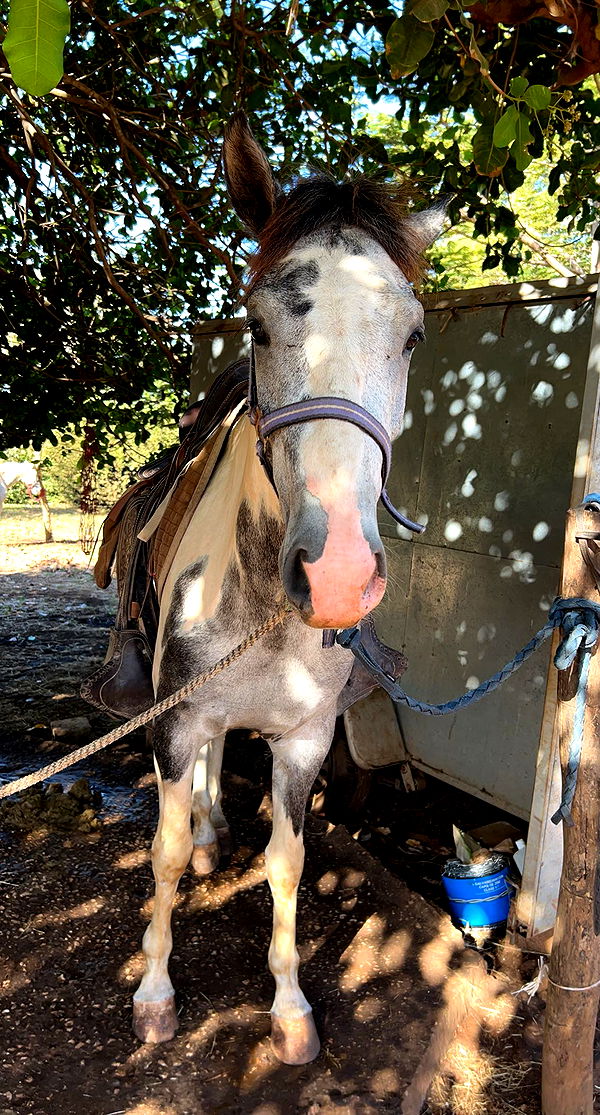 meelahrobbins image ~ Altpins